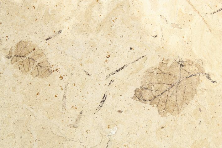 Fossil Leaf (Betula?) Plate - McAbee, BC #253996